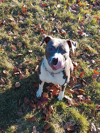 Amstaff - American Staffordshire Terrier