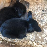 Coniglietti Ariete nano puri