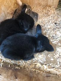 Coniglietti Ariete nano puri