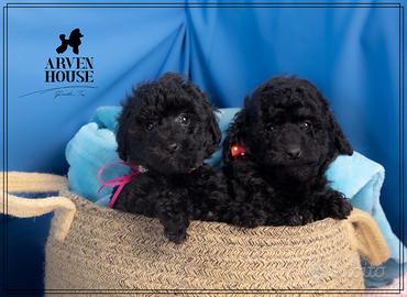 Cuccioli di Barboncino - Disponibili presso Arven