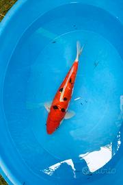 Carpe koi Giapponesi