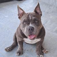 American bully pocket