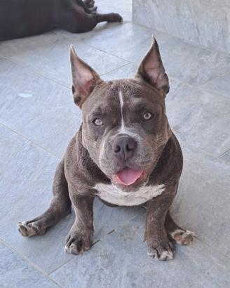 American bully pocket