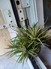 pianta di tillansia