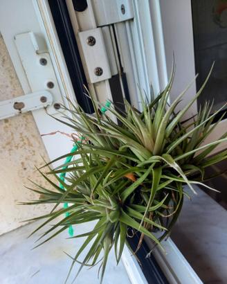 pianta di tillansia