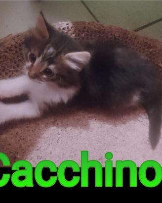 Gattino,tipo discendenza nonni Norvegesi d Foreste