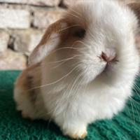 Mini Lop harlei tricolore