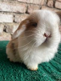 Mini Lop harlei tricolore
