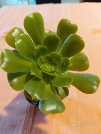 piantina di Aeonium