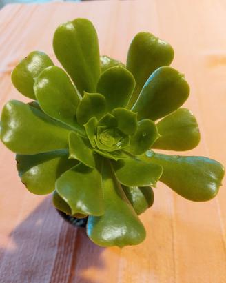 piantina di Aeonium