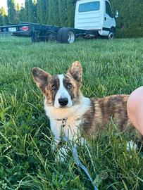 Corgie Cardigan