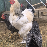 Gallo Brahma Columbia