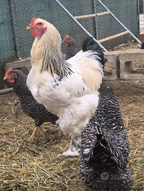 Gallo Brahma Columbia