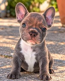 Cucciolo di bulldog francese