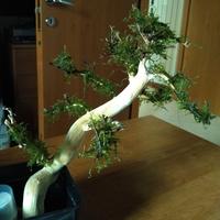 Legni Bonsai con muschio Java per acquario