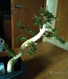 Legni Bonsai con muschio Java per acquario