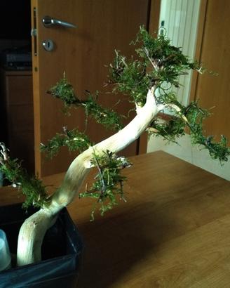 Legni Bonsai con muschio Java per acquario