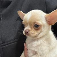 Chihuahua