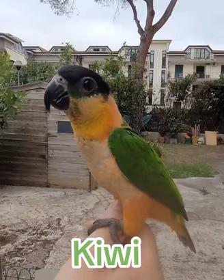 Caicco testa nera allevato a mano