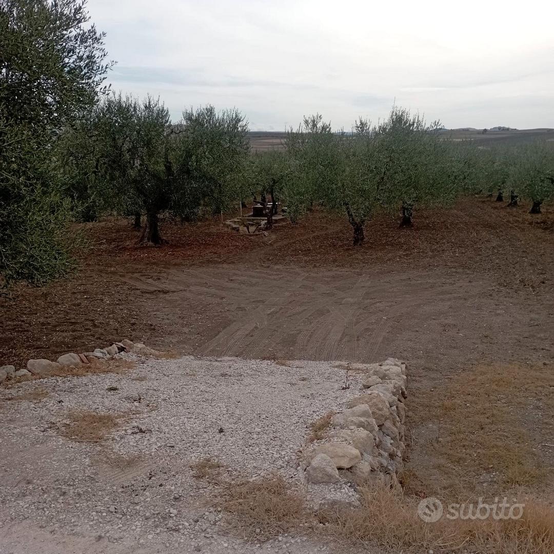 Terreno agricolo con uliveto da privato - Vista 3