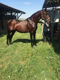 Cavallo tratto