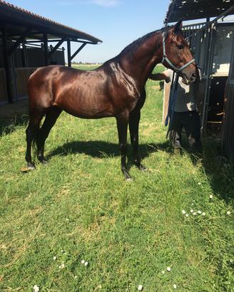 Cavallo tratto