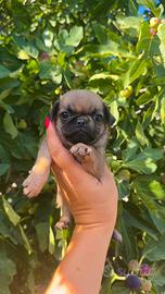 Cuccioli di carlino