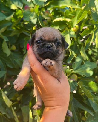 Cuccioli di carlino