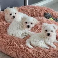 Cucciolata maltese maschi e femmine