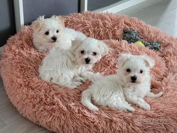 Cucciolata maltese maschi e femmine