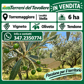 TERRENO AGRICOLO DI 6 HA – TORREMAGGIORE