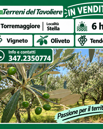 TERRENO AGRICOLO DI 6 HA – TORREMAGGIORE