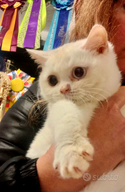 Cuccioli di British Shorthair alta qualità