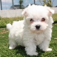 Maltese coreano (Toy)