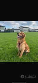 Golden Retriever Americano per accoppiamento