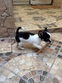 Chihuahua