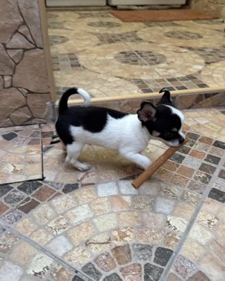 Chihuahua