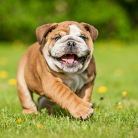 C.e.r.c.o bulldog inglese