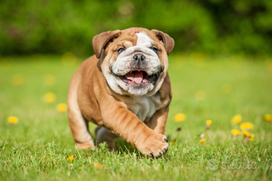 C.e.r.c.o bulldog inglese