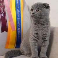 Gattino scottish fold