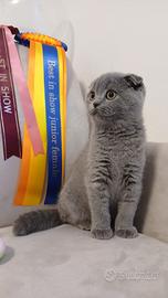 Gattino scottish fold