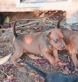 Cucciolo di pinscher