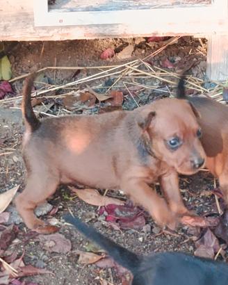 Cucciolo di pinscher