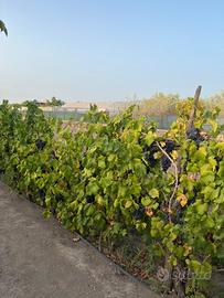 Uva da vino