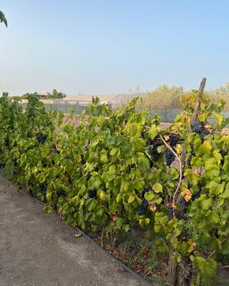 Uva da vino
