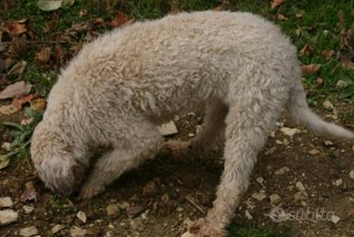 Lagotta da tartufo