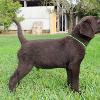 Labrador chocolate