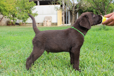 Labrador chocolate