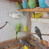 Cocoriti Sciacca & Ribera