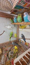 Cocoriti Sciacca & Ribera